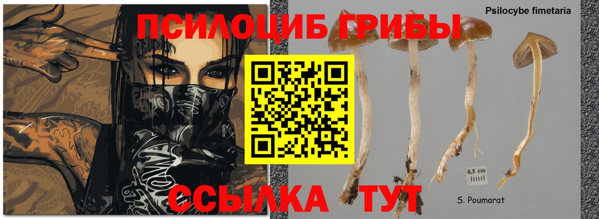 Псилоцибиновые грибы Psilocybine cubensis  где продают наркотики  Псилоцибиновые грибы Psilocybine cubensis  Саки  Вход с VPN 